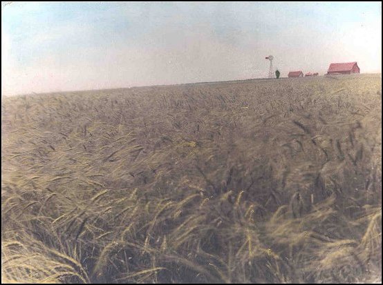 wheatfieldwborder.jpg